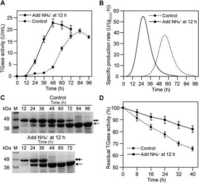 Improved Productivity of Streptomyces mobaraensis Transglutaminase by Regulating Zymogen Activation